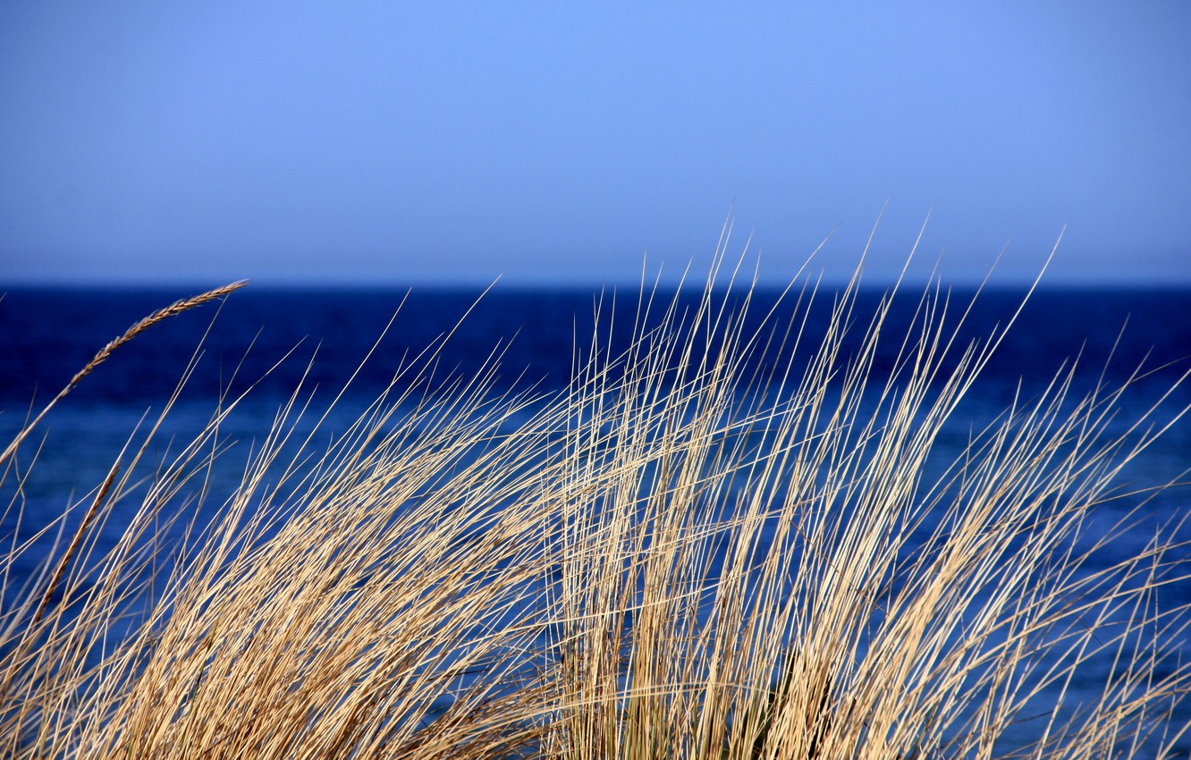 Photo Wallpaper Grass, Sky, Sea, Ocean, Nature, Water, - Nature Wind Hd - HD Wallpaper 
