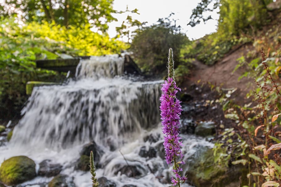Water, Summer, Park, Nature, Hamburg, Flora, Beautiful, - HD Wallpaper 