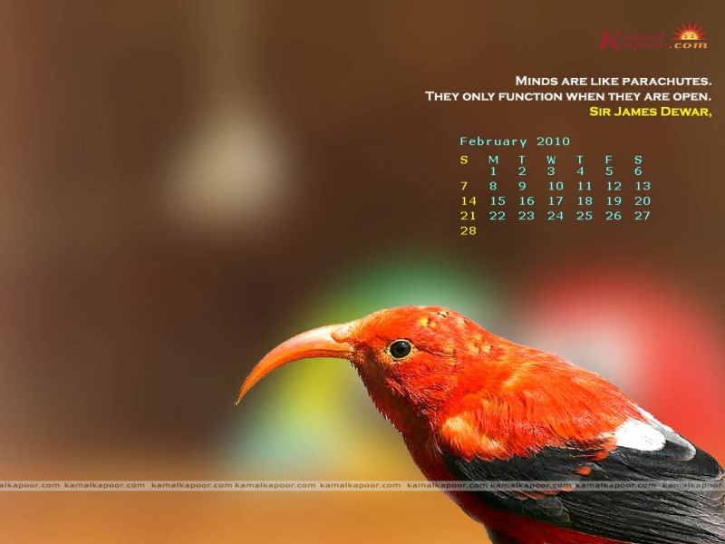 Rufous Hummingbird - HD Wallpaper 