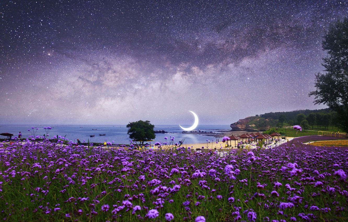 Photo Wallpaper Field, Beach, Water, Stars, Flowers, - Night Flower Full Hd - HD Wallpaper 