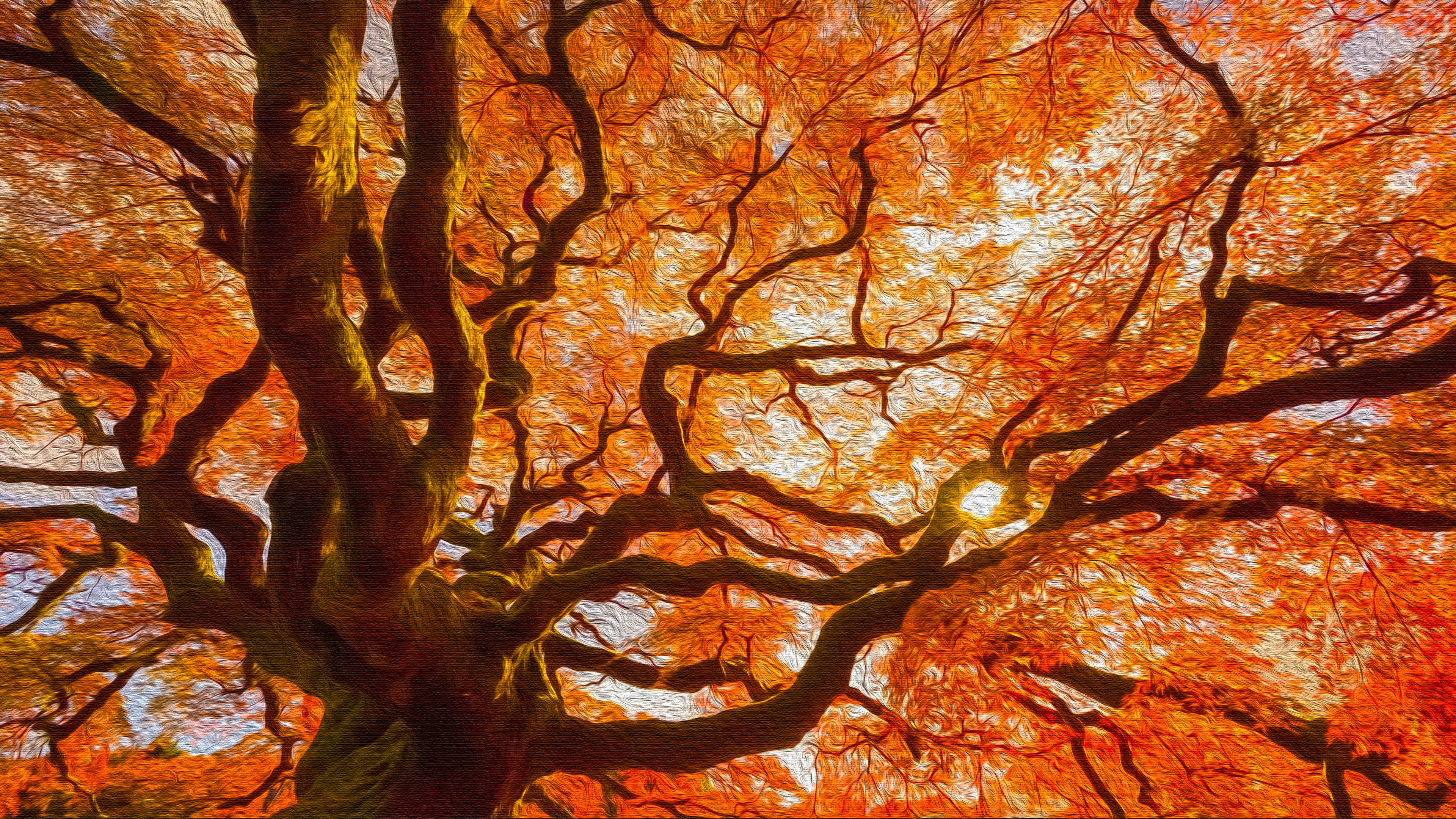 Wallpaper - HD Wallpaper 