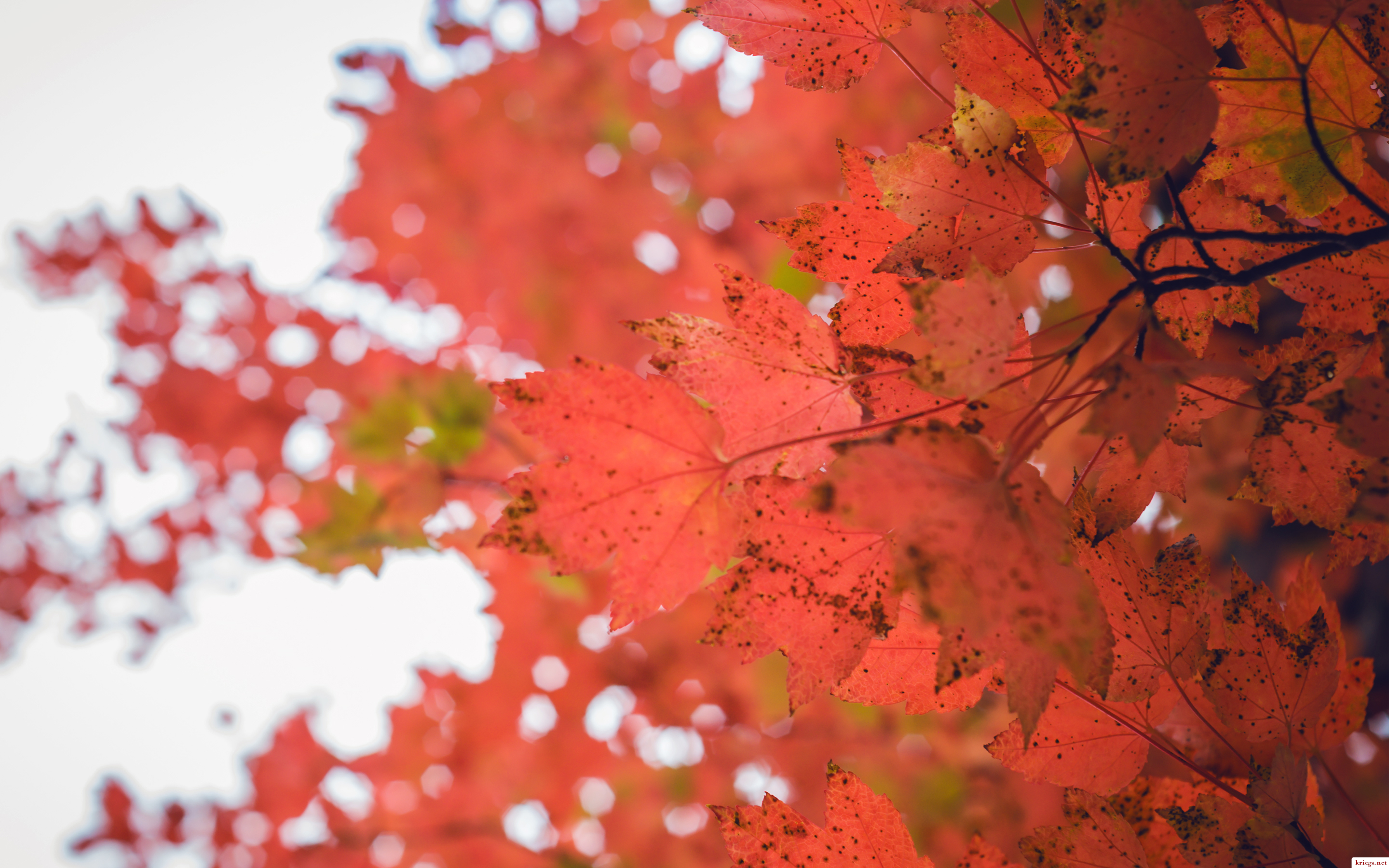 Maple Leaf - HD Wallpaper 