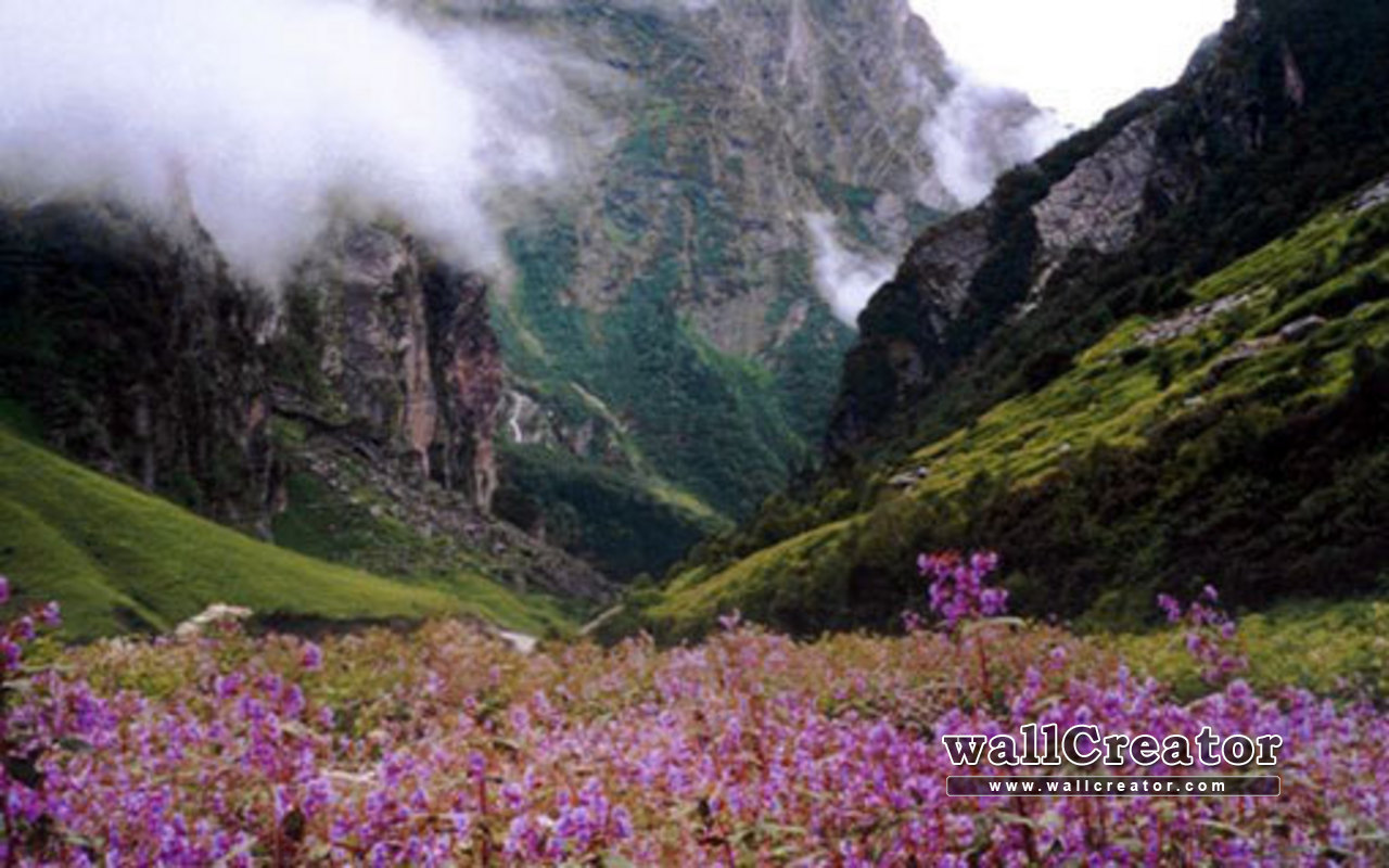 1280 / 800 Wallpaper - Breathtaking Pictures Of Flowers - HD Wallpaper 