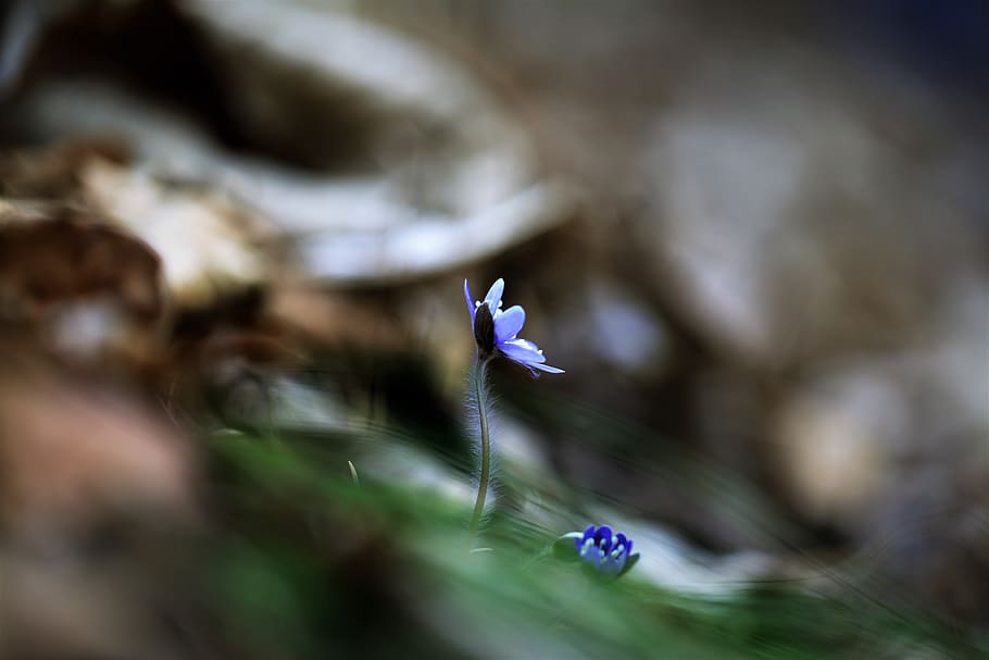 Wildflower, Hepatica, Flowers, Plants, Valley, Spring - Bellflower - HD Wallpaper 
