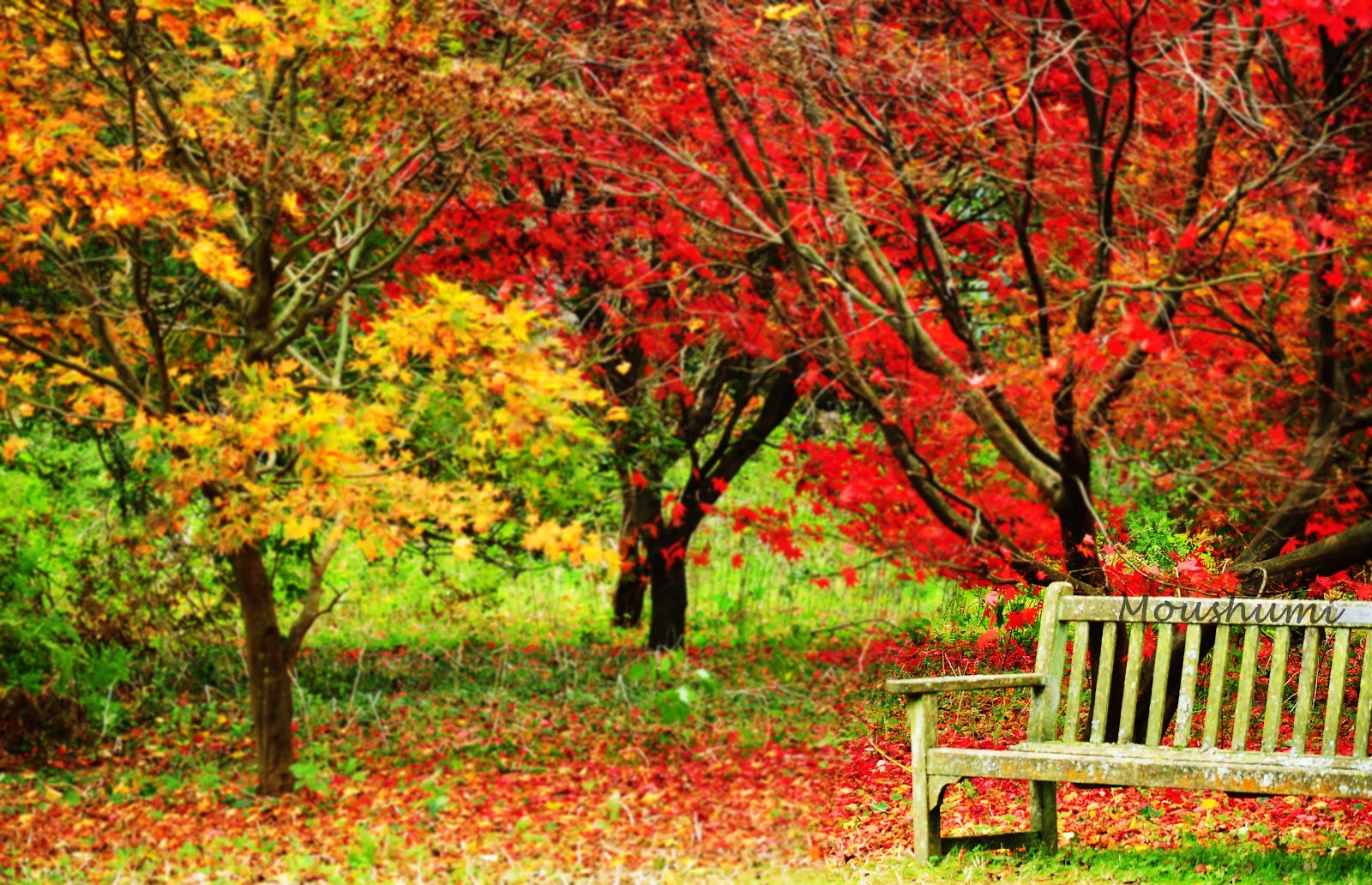 November Desktop Wallpaper - Autumn - HD Wallpaper 