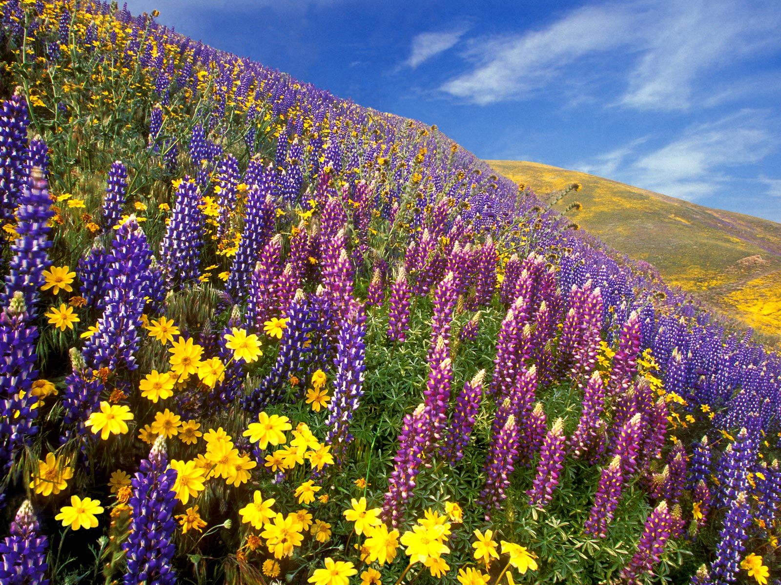 Webshots Wallpapers Flower - Yumthang Flower Valley Sikkim - HD Wallpaper 