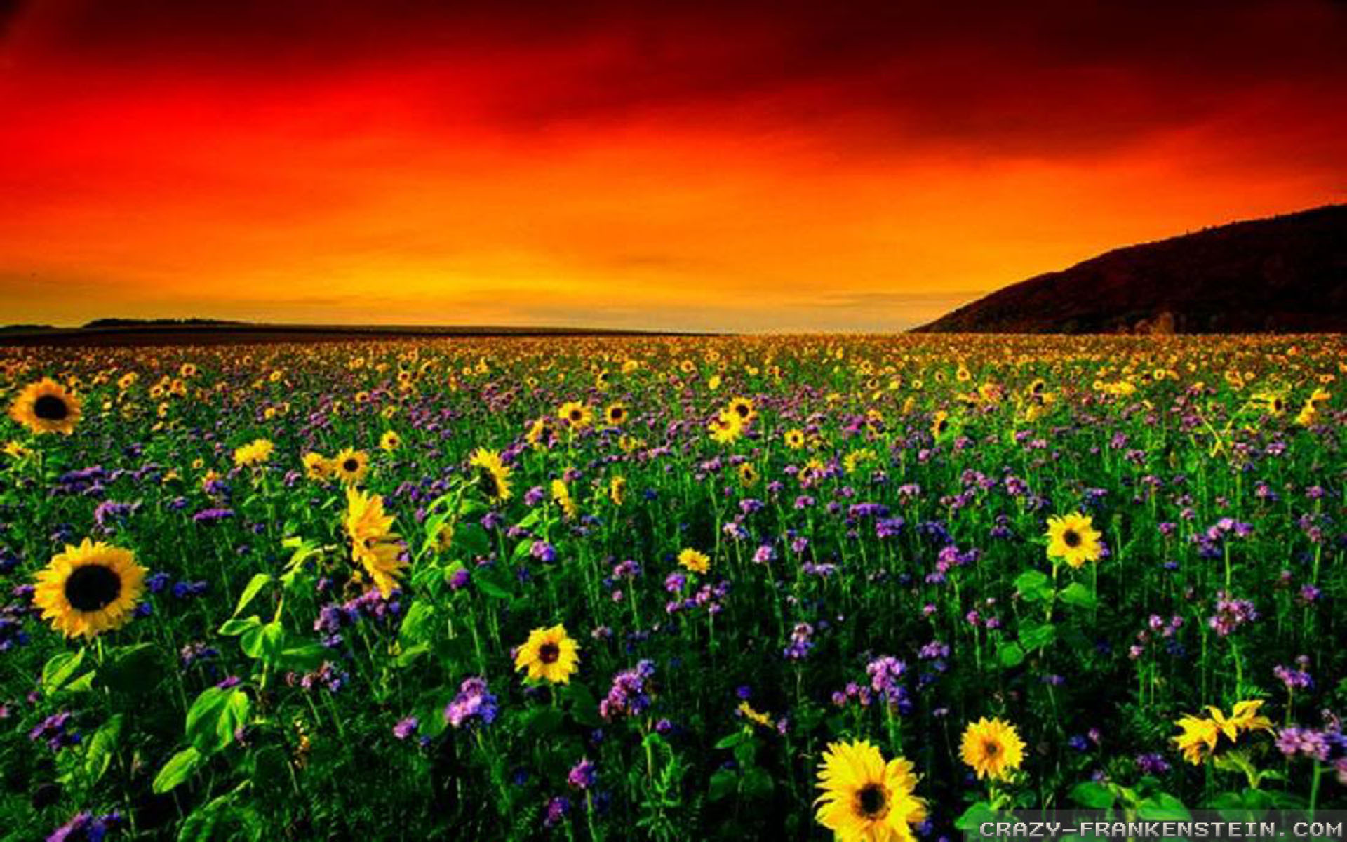 Sunflower Field Red Sunset - HD Wallpaper 