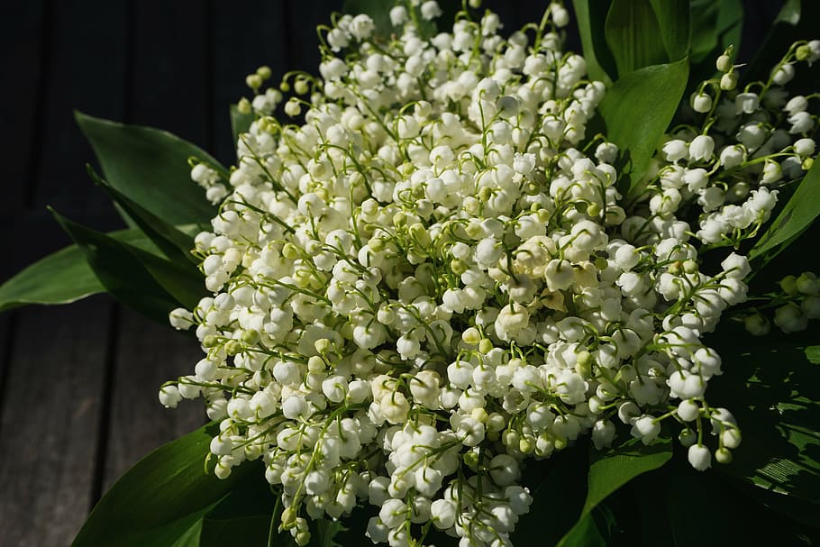 White Flowers, Lily Of The Valley, May, Spring, Toxic, - Muguet Gratuite - HD Wallpaper 
