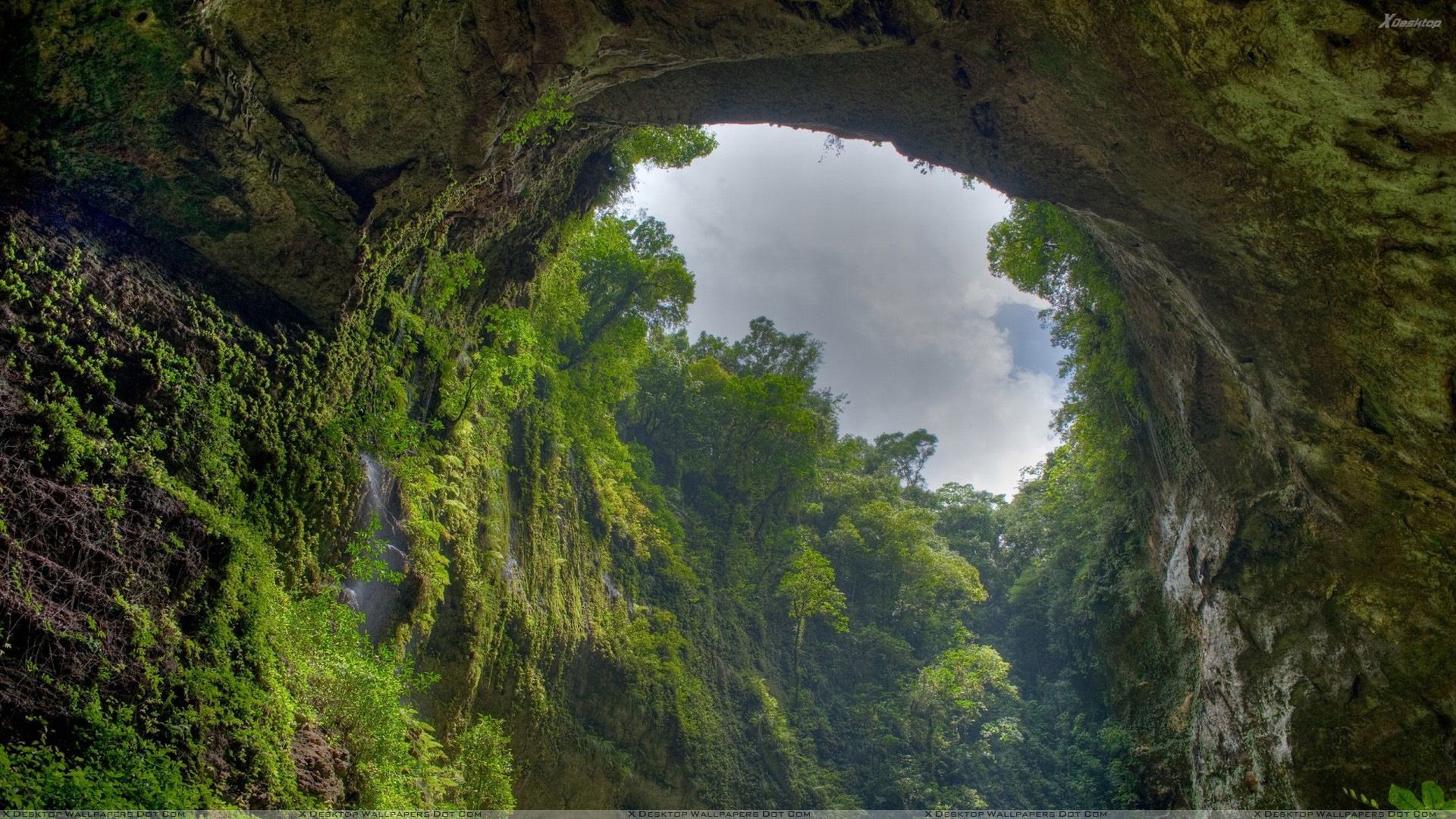 Puerto Rico Tropical Forest - HD Wallpaper 