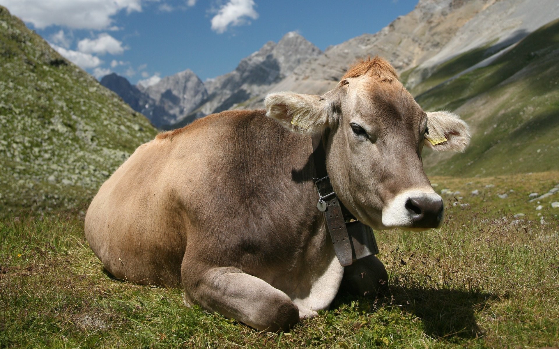 1920x1199, Hd Wallpaper - Hd Cow - HD Wallpaper 
