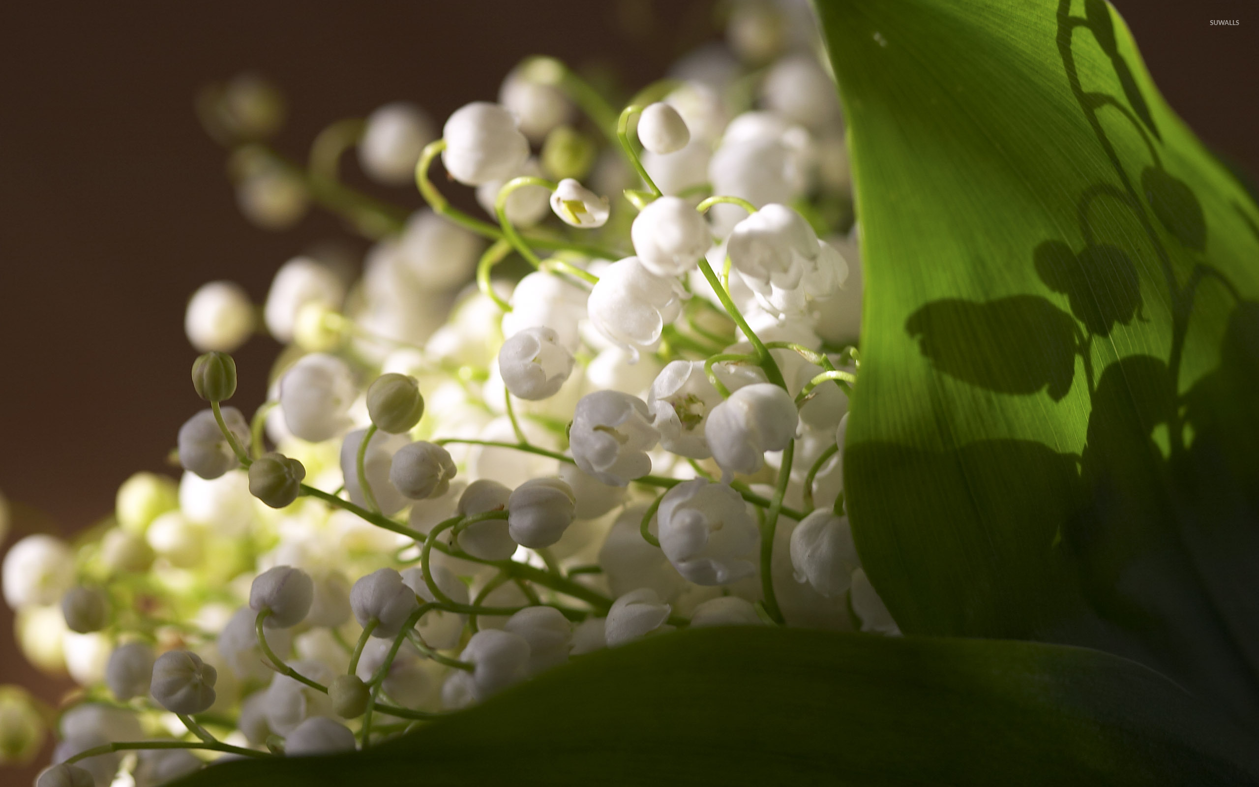 Lily Of The Valley - HD Wallpaper 