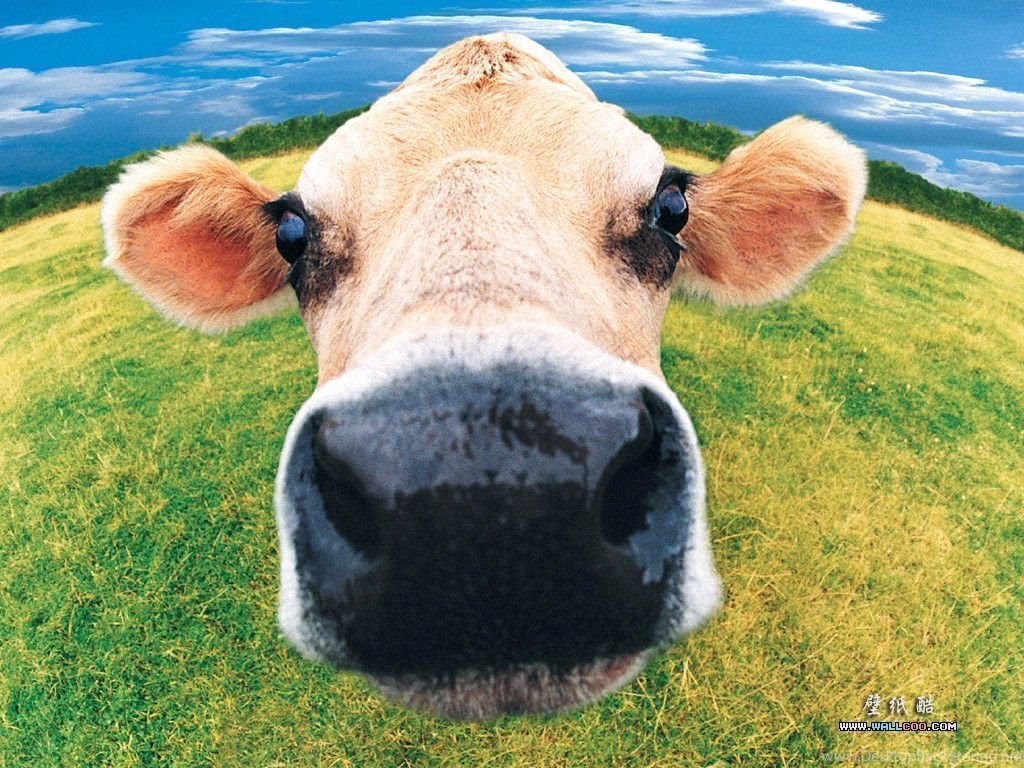 Funny Cow Wallpaper - Lifespan Of A Cow - HD Wallpaper 