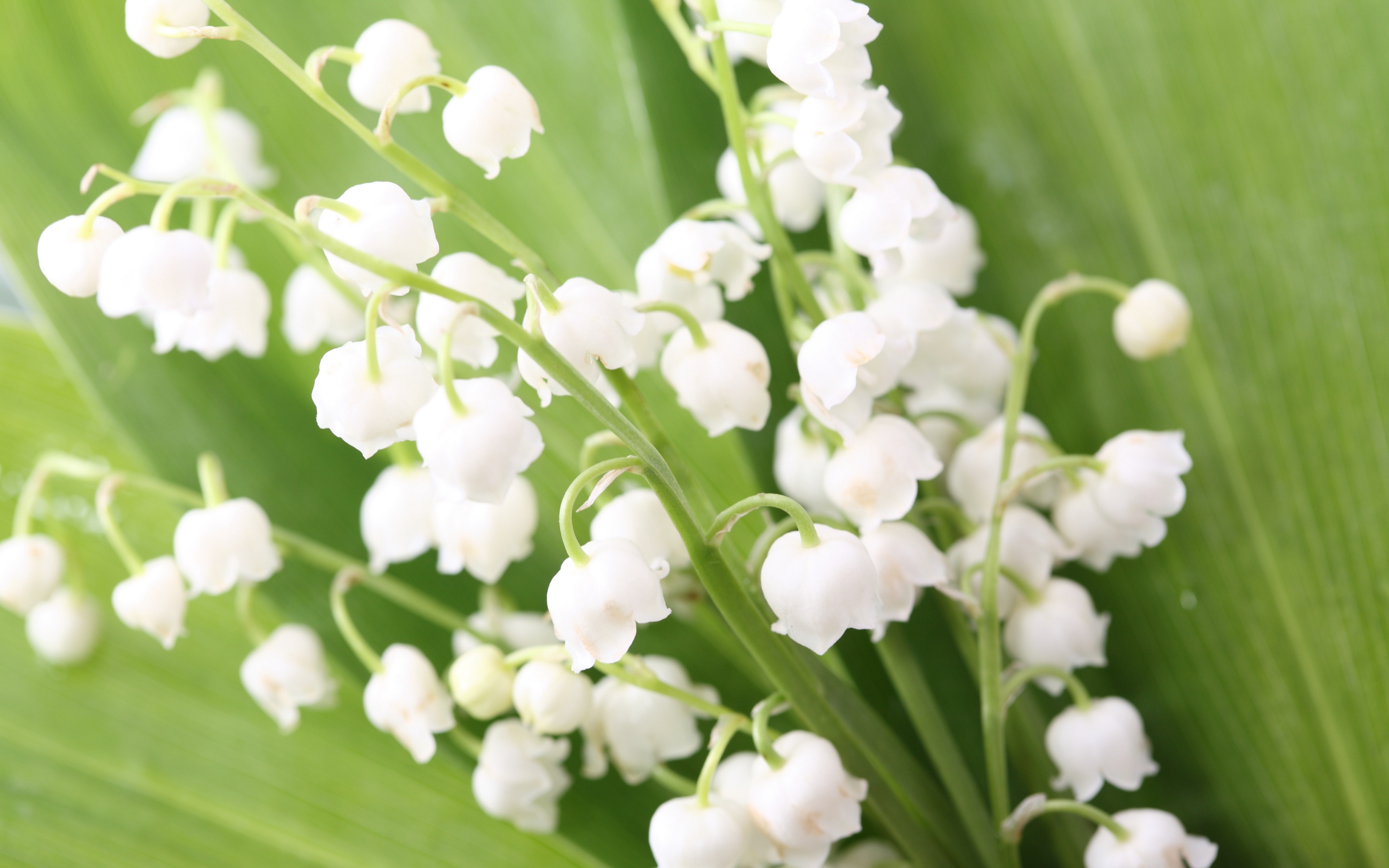 Wallpaper Lilys Of The Valley, Flowers, Bells, Leaves, - High Resolution Lily Of The Valley Flower - HD Wallpaper 