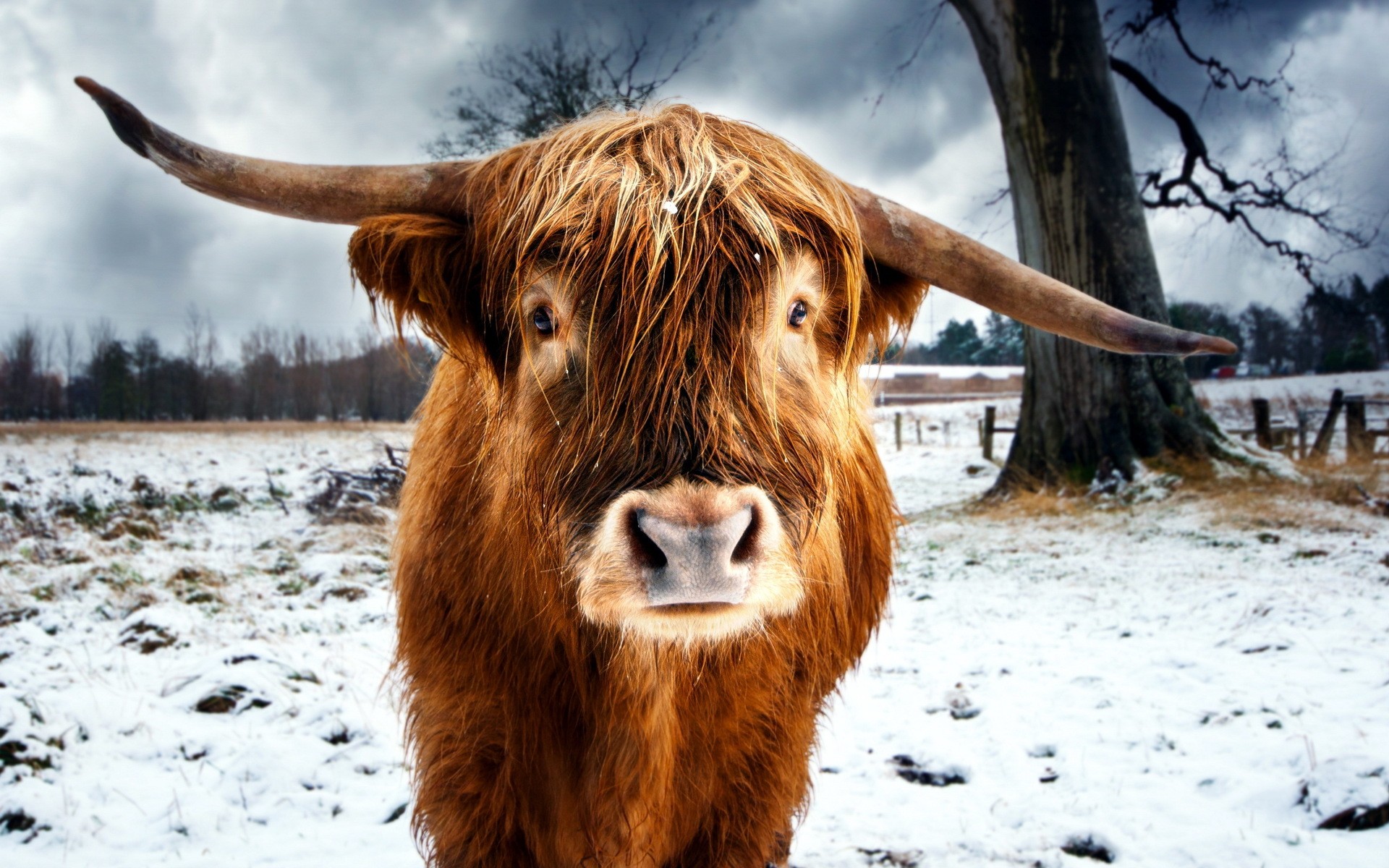 Wallpaper - Highland Cow - HD Wallpaper 