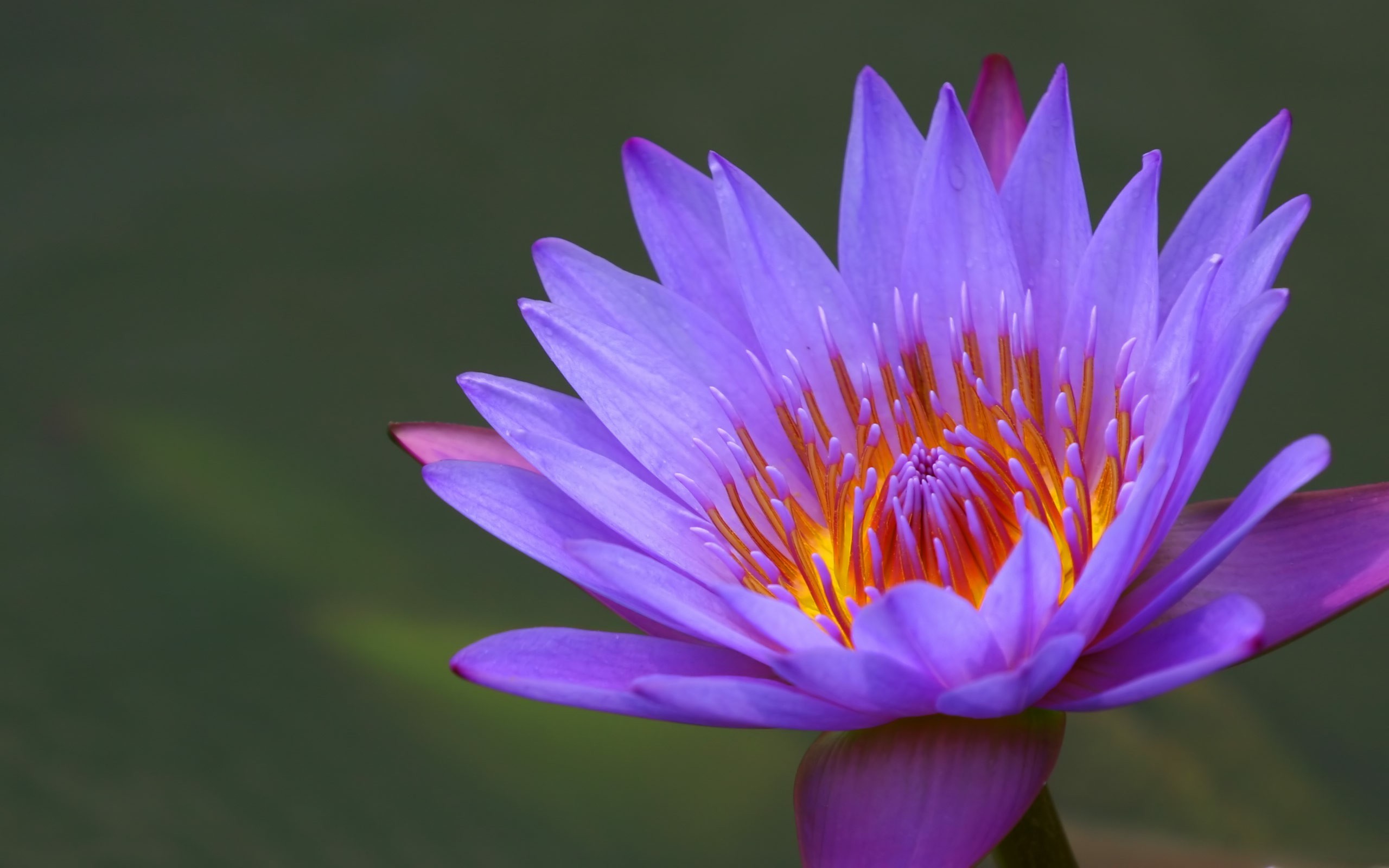 2560x1600, Nenuphar Water Lily Hd Wallpaper 
 Data - Water Lily - HD Wallpaper 