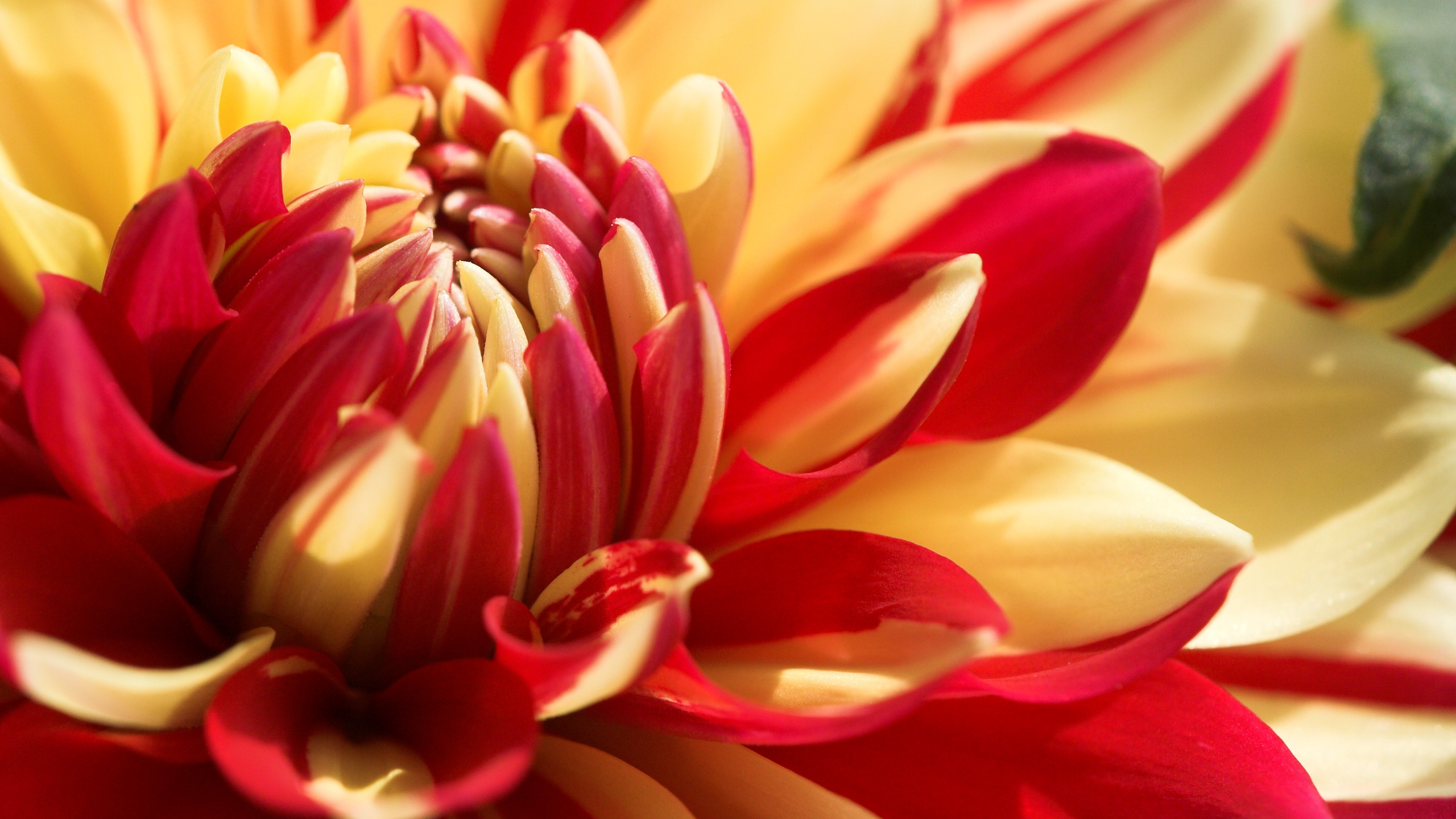 Valley Porcupine - Beautiful Wallpaper Flower Picture Download - 2560x1440 Wallpaper Valley Porcupine - Beautiful Wallpaper Flower Picture Download - 2560x1440 Wallpaper