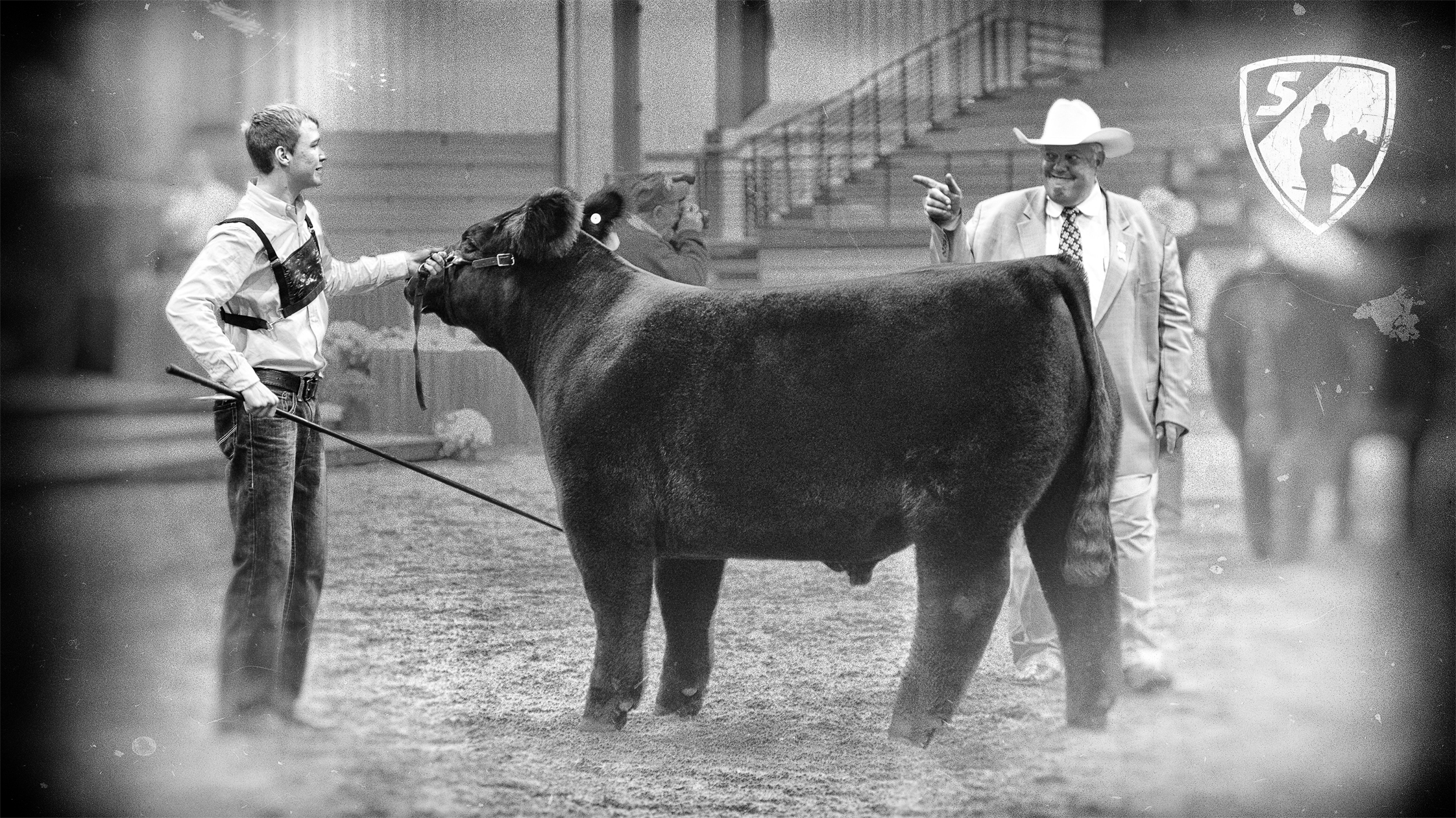 Show Livestock - HD Wallpaper 