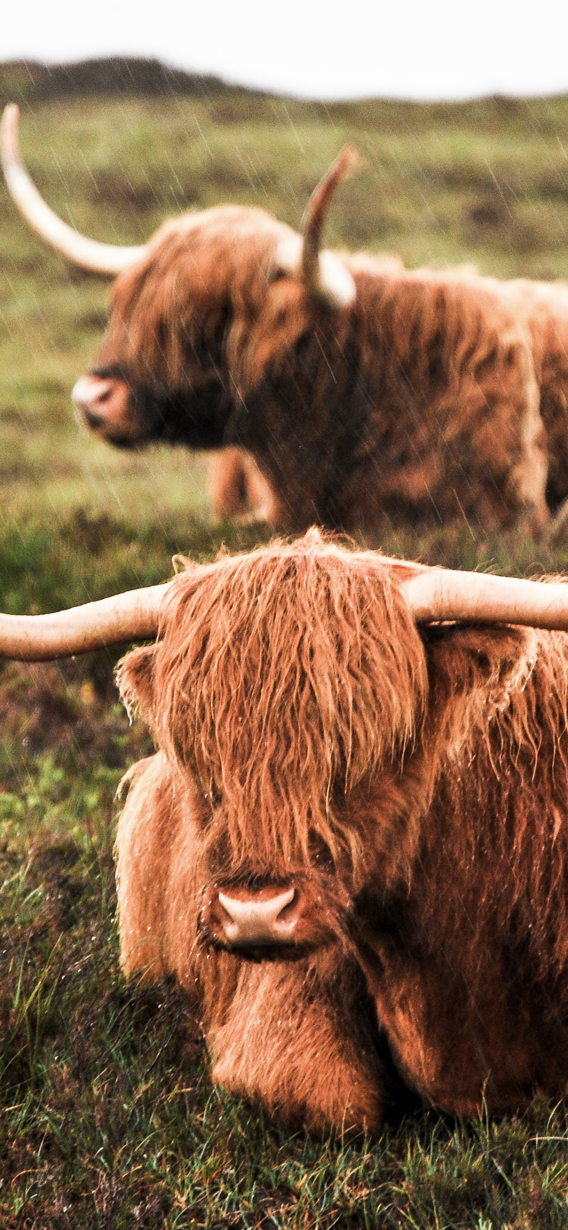 Highland Cow Wallpaper Iphone - HD Wallpaper 