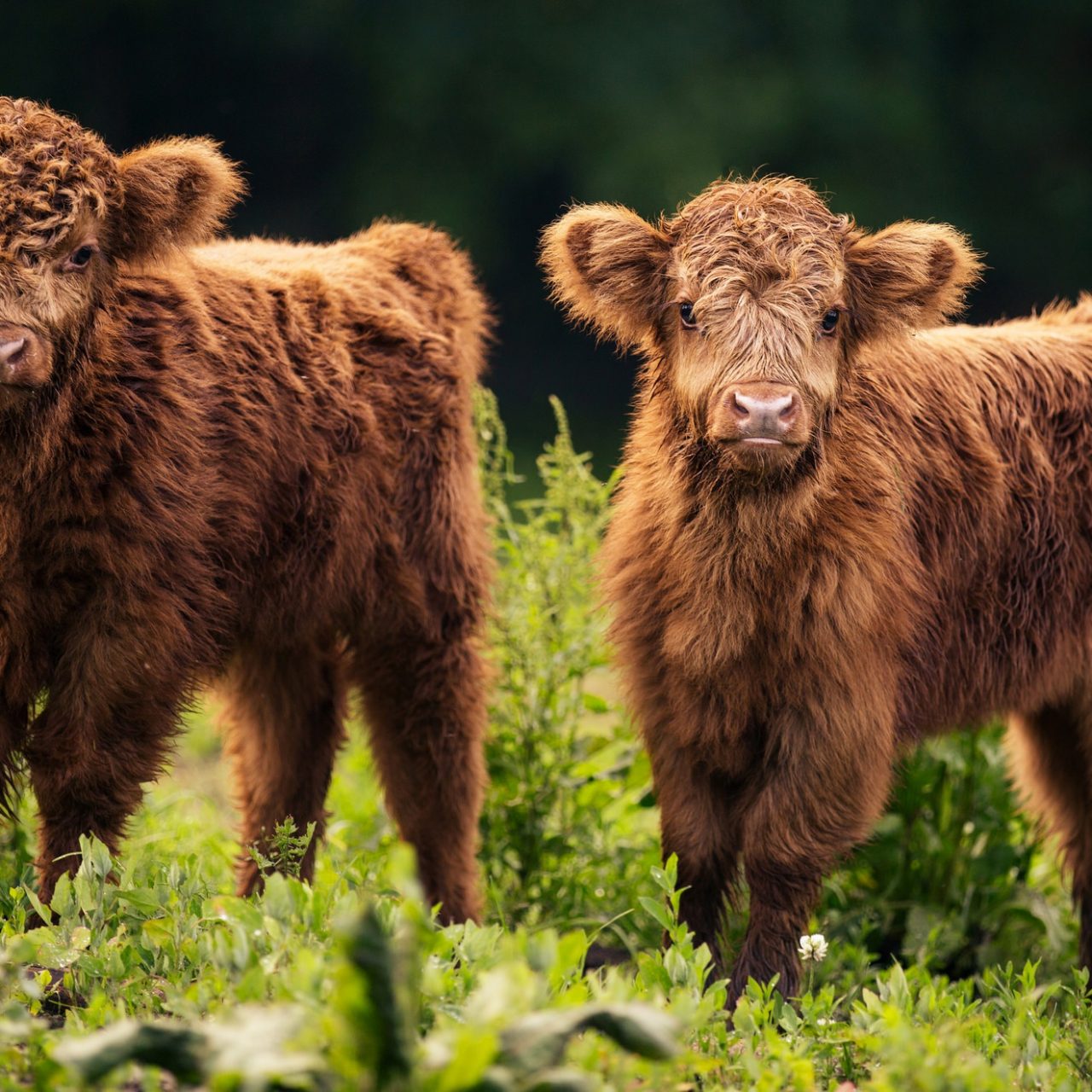 Cattle - HD Wallpaper 