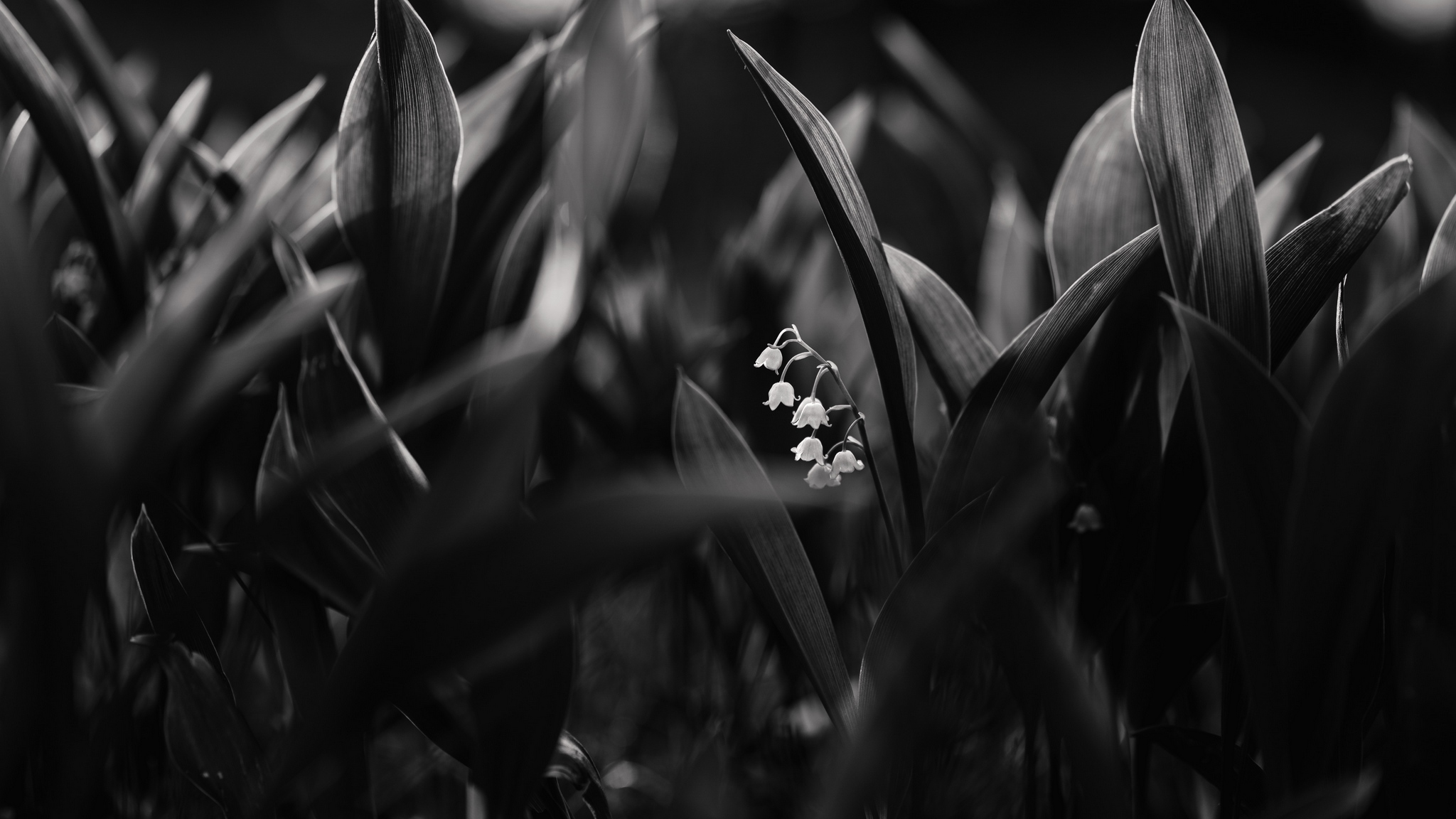 Wallpaper Lily Of The Valley, Flowers, Bw, Plant, Bloom - Feeling - HD Wallpaper 