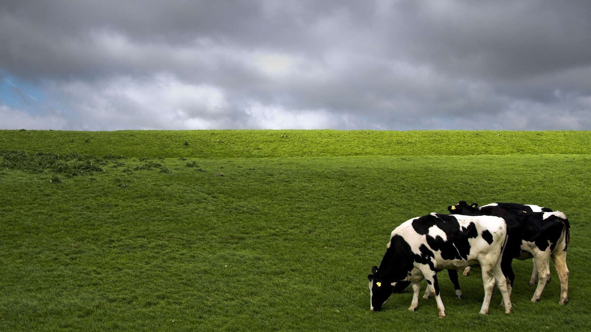 Cows Wallpaper Download - HD Wallpaper 