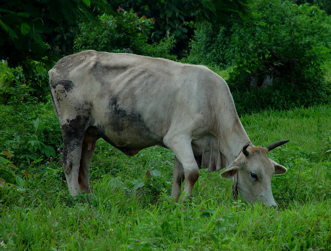 Picture - Zebu - HD Wallpaper 