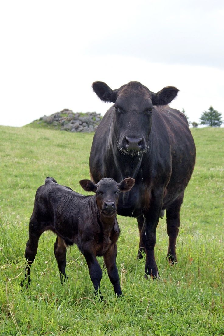 Calf And Cow, Wallpaper Chloe Stevens - Beef Black Cow - HD Wallpaper 