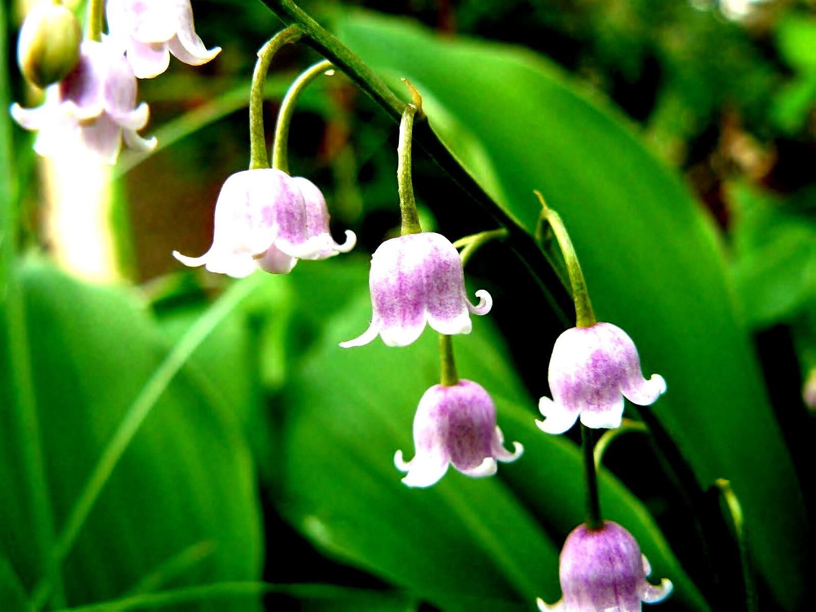 Convallaria Majalis Var Rosea - HD Wallpaper 