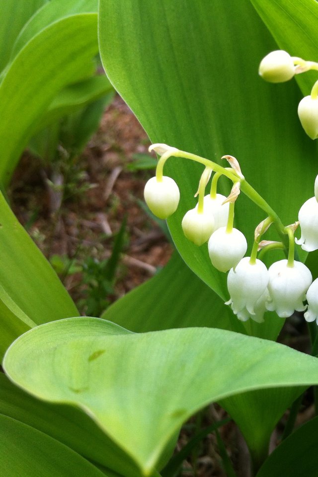 Lily Of The Valley, Flowers, Nature - Lily Of The Valley Pips - HD Wallpaper 