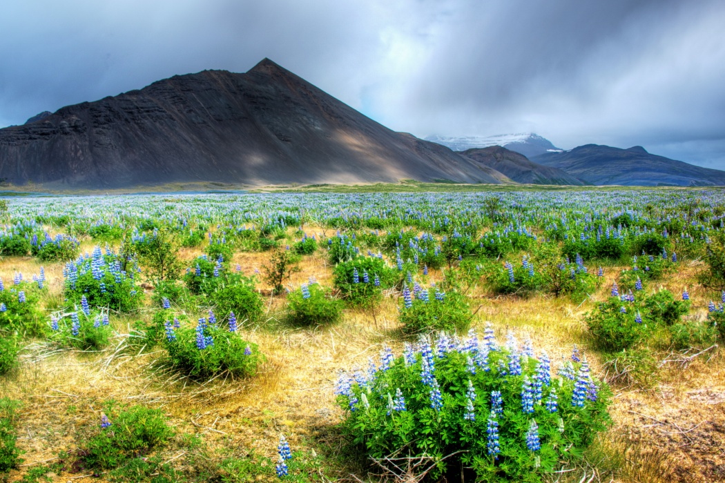 Blue Flowers Valley - Papel De Parede Para Pc Paisagens - HD Wallpaper 