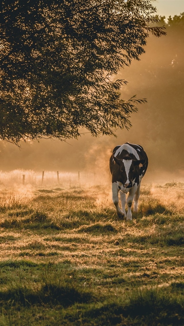 Cow Wallpaper Iphone - 640x1136 Wallpaper 