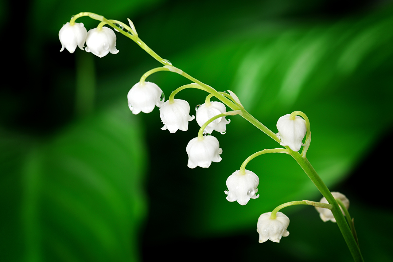 Close Up Lily Of The Valley - HD Wallpaper 