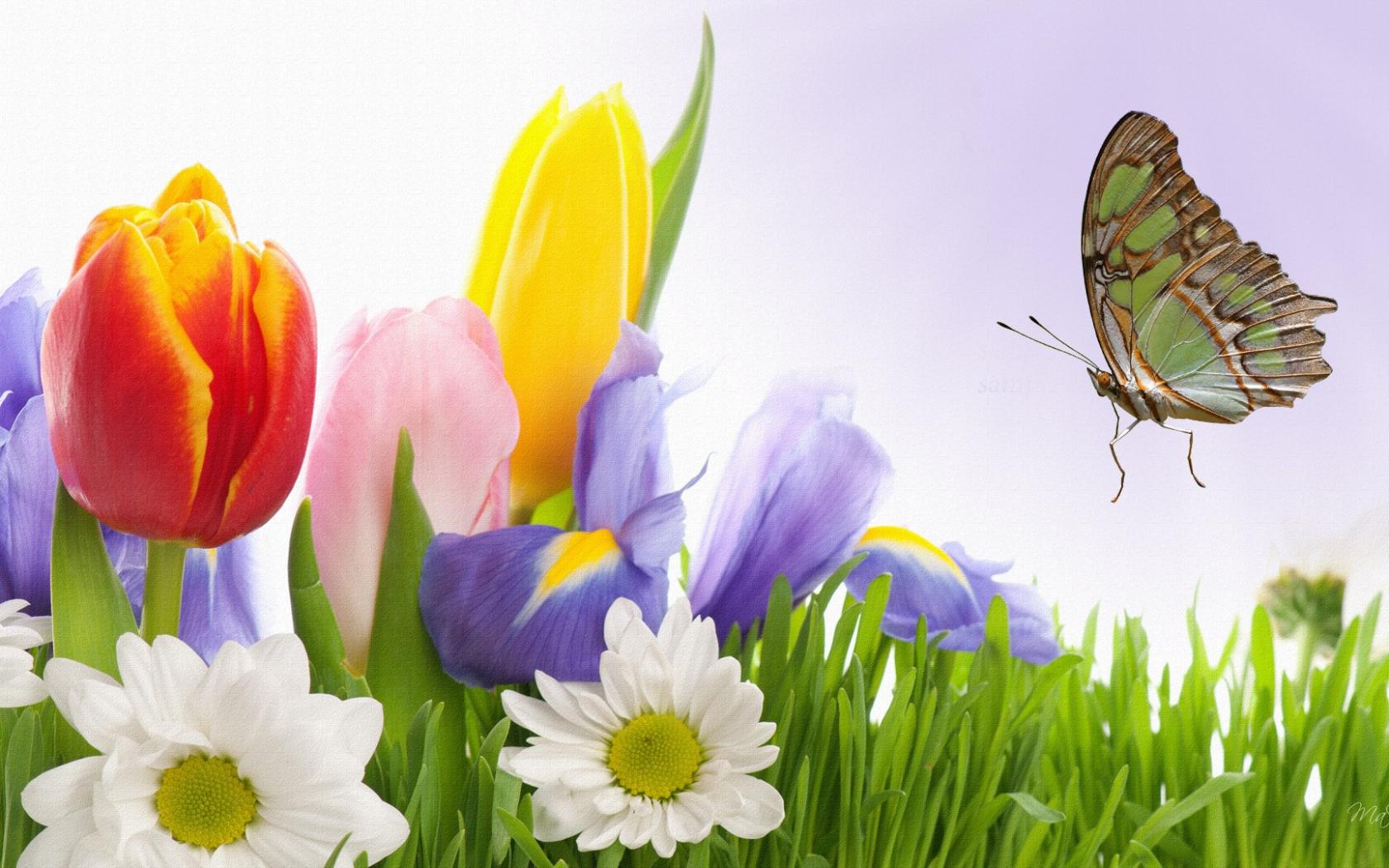 Hd Quality Spring Flowers 24 Wallpaper Widescreen - Flowers And Butterflies Hd - HD Wallpaper 