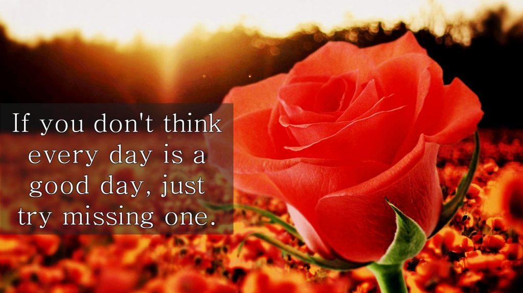  have A Good Day Images - Garden Roses - HD Wallpaper 