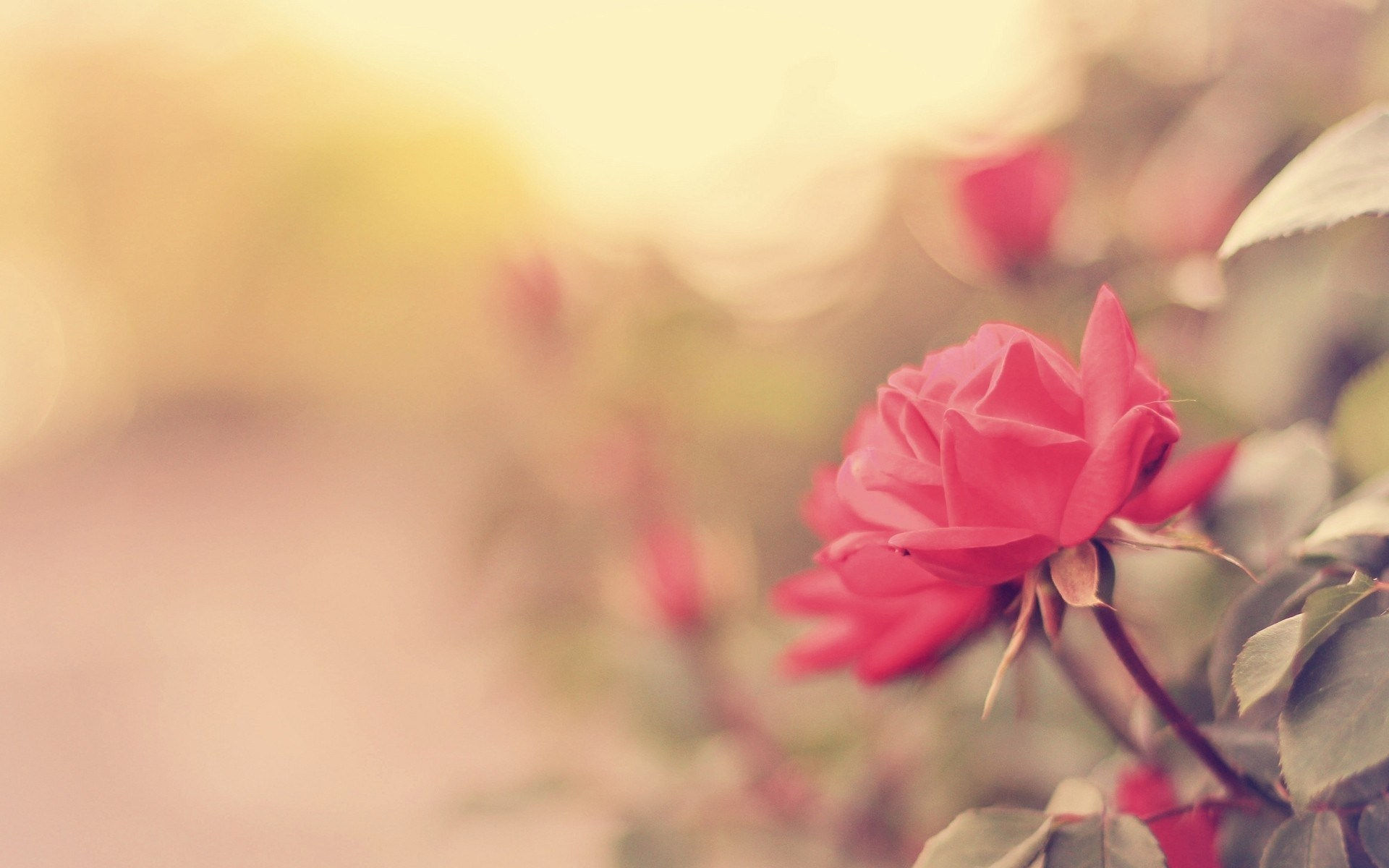 Pink Flowers Live Wallpaper Android Apps On Google - Desktop Pink Flower Background - HD Wallpaper 