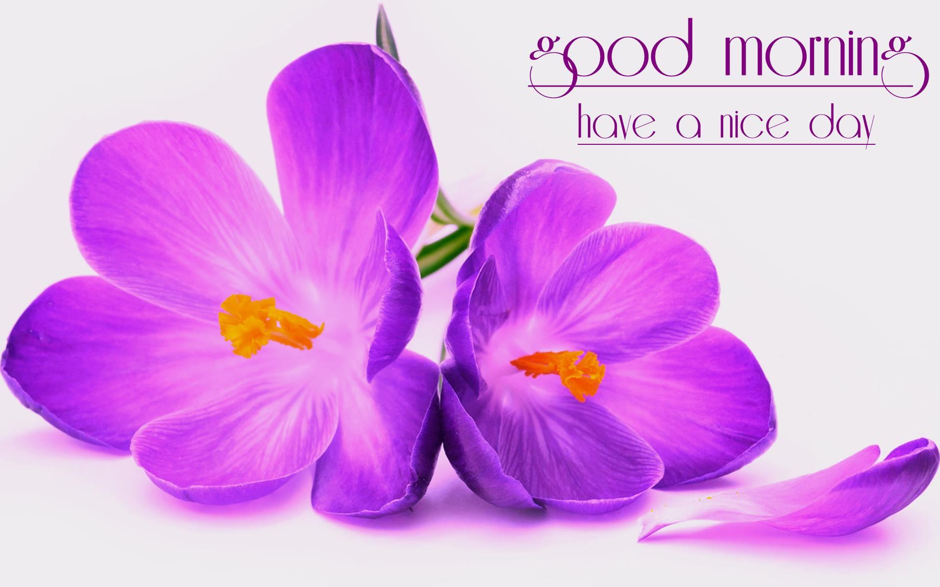 Have A Nice Day Hd - HD Wallpaper 