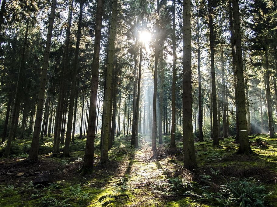 Sunset Behind Trees, Landscape, Forest, Sunbeam, Nature, - Landscape - HD Wallpaper 