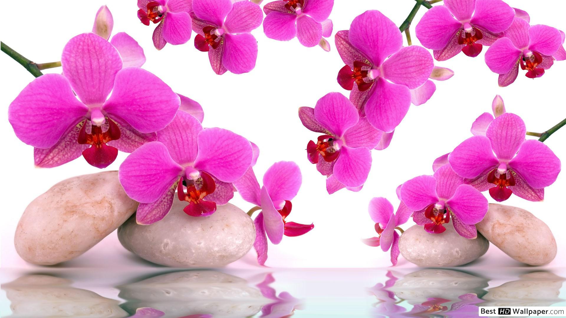 Orquideas Wallpaper Hd - HD Wallpaper 