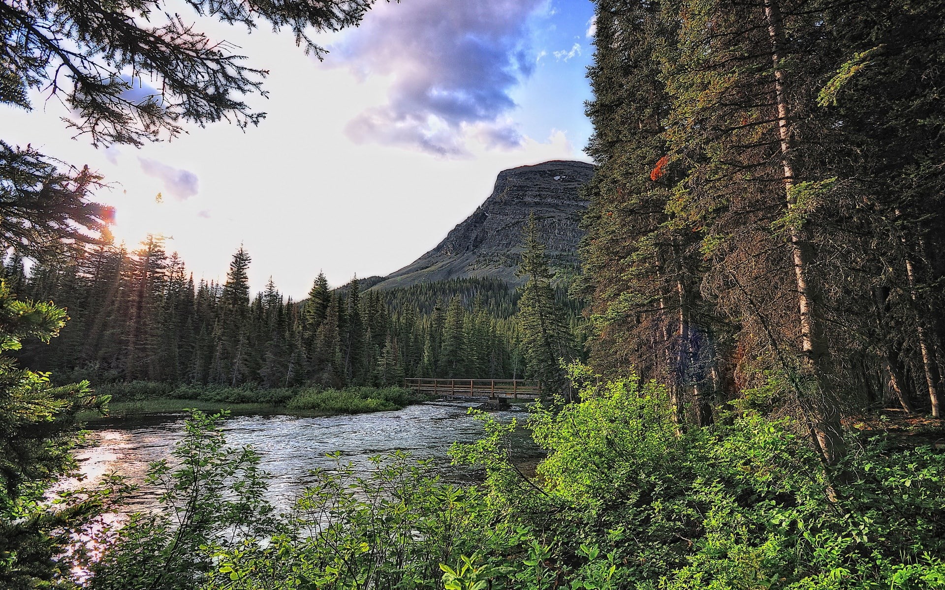 Larch - HD Wallpaper 