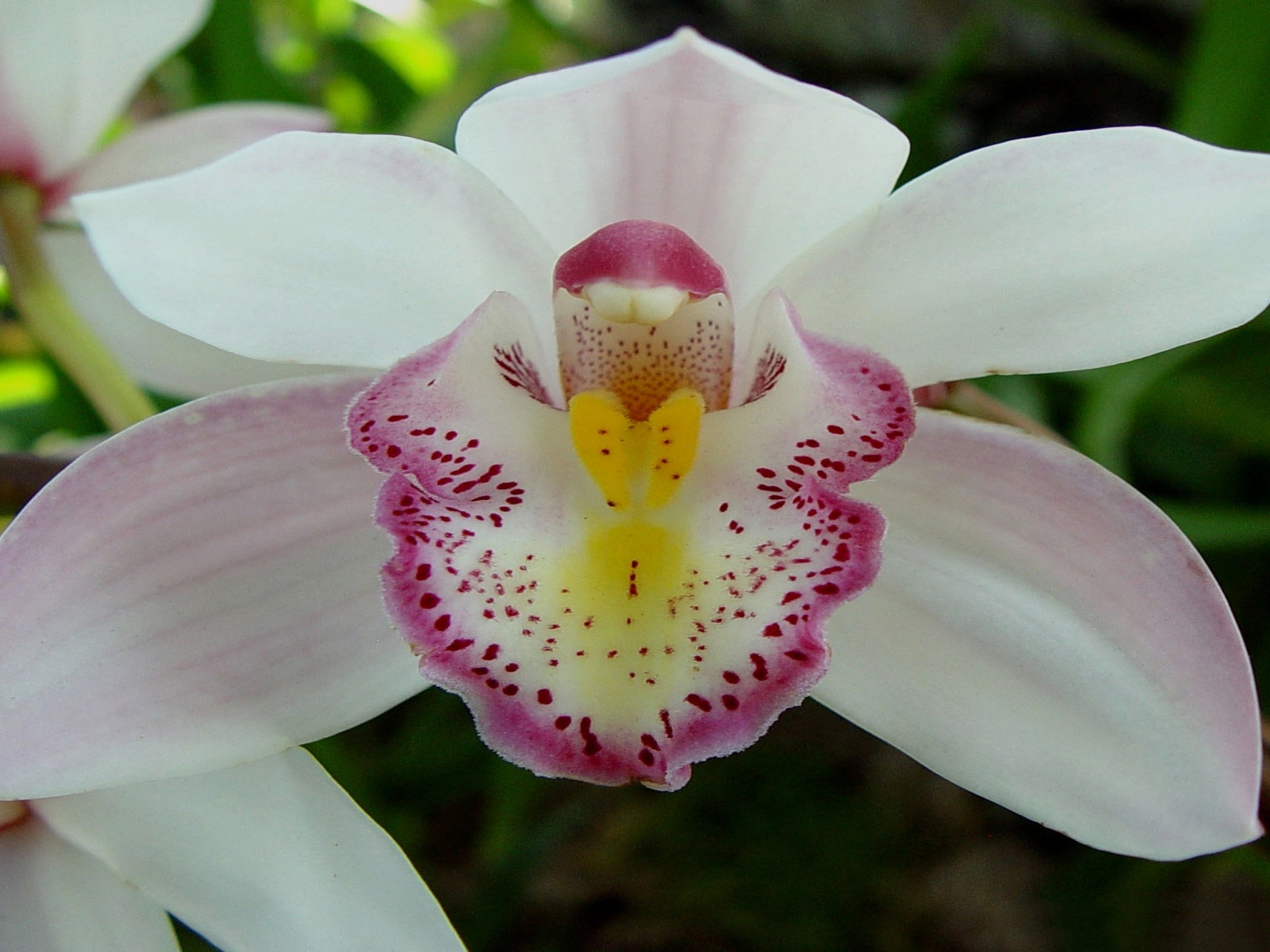Orquídeas Raras E Caras - HD Wallpaper 