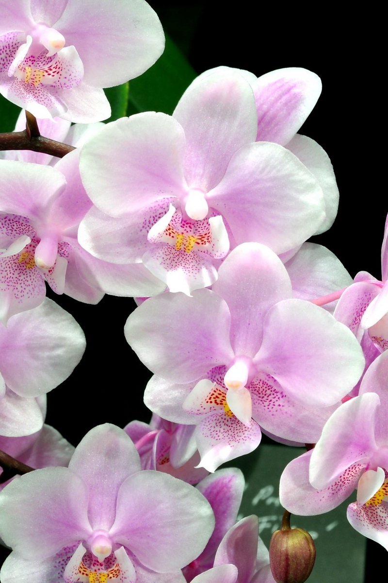 Wallpaper Orchid, Flower, Twig, Black Background - Orchid Flower Wallpaper Samsung - HD Wallpaper 