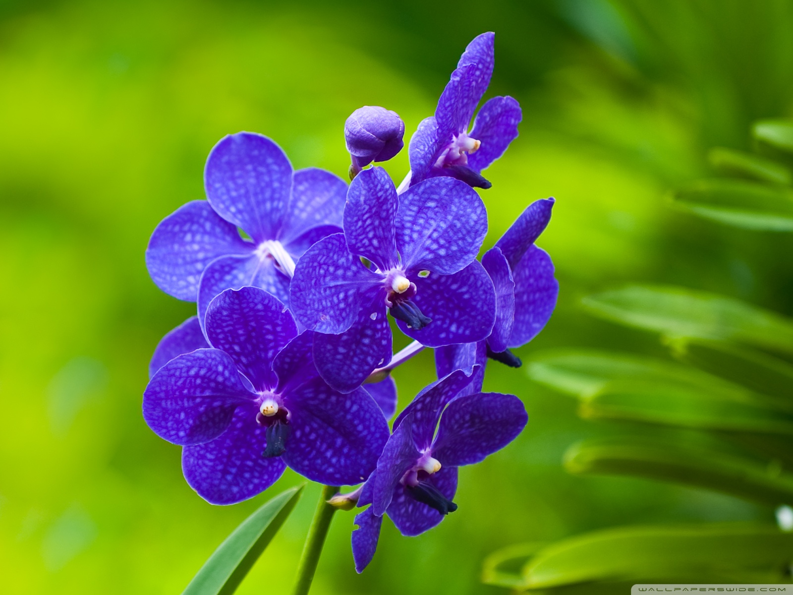 Background Images Blue Flower Orchid - HD Wallpaper 