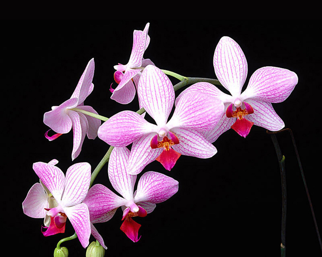 Wild Orchids Wallpaper - Phalaenopsis Sanderiana - HD Wallpaper 