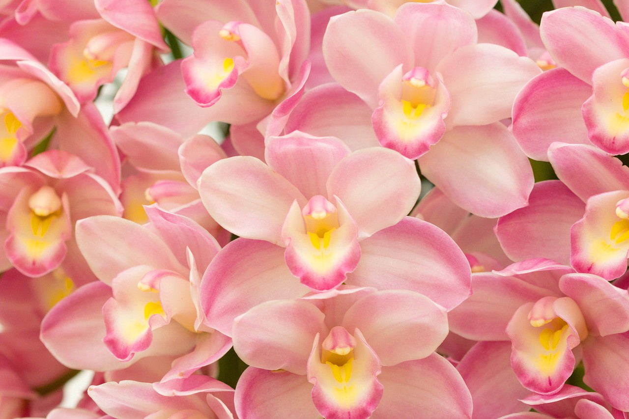 Phalaenopsis Sanderiana - HD Wallpaper 