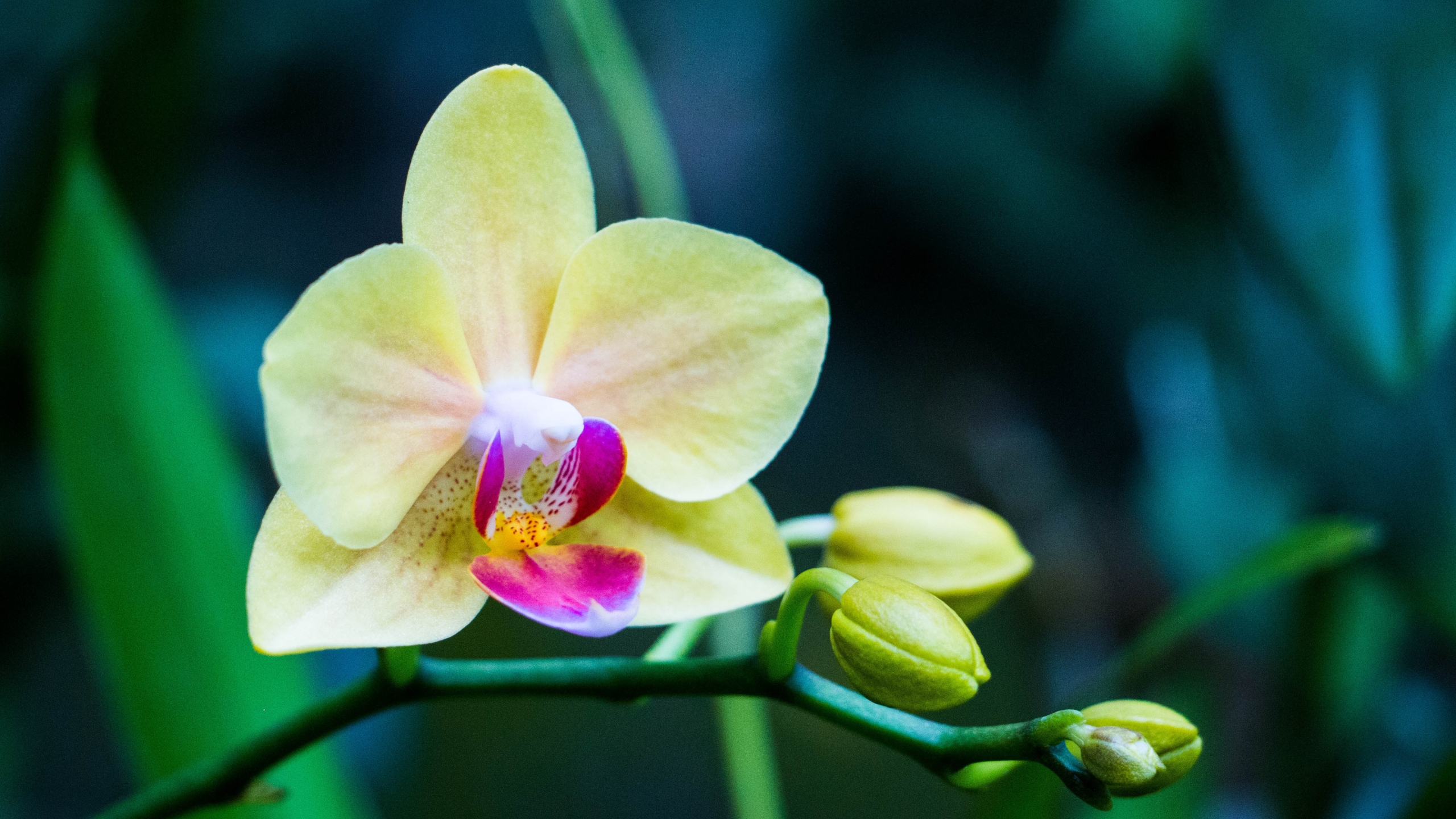 Blumen Hintergrund Blumen Orchidee - HD Wallpaper 
