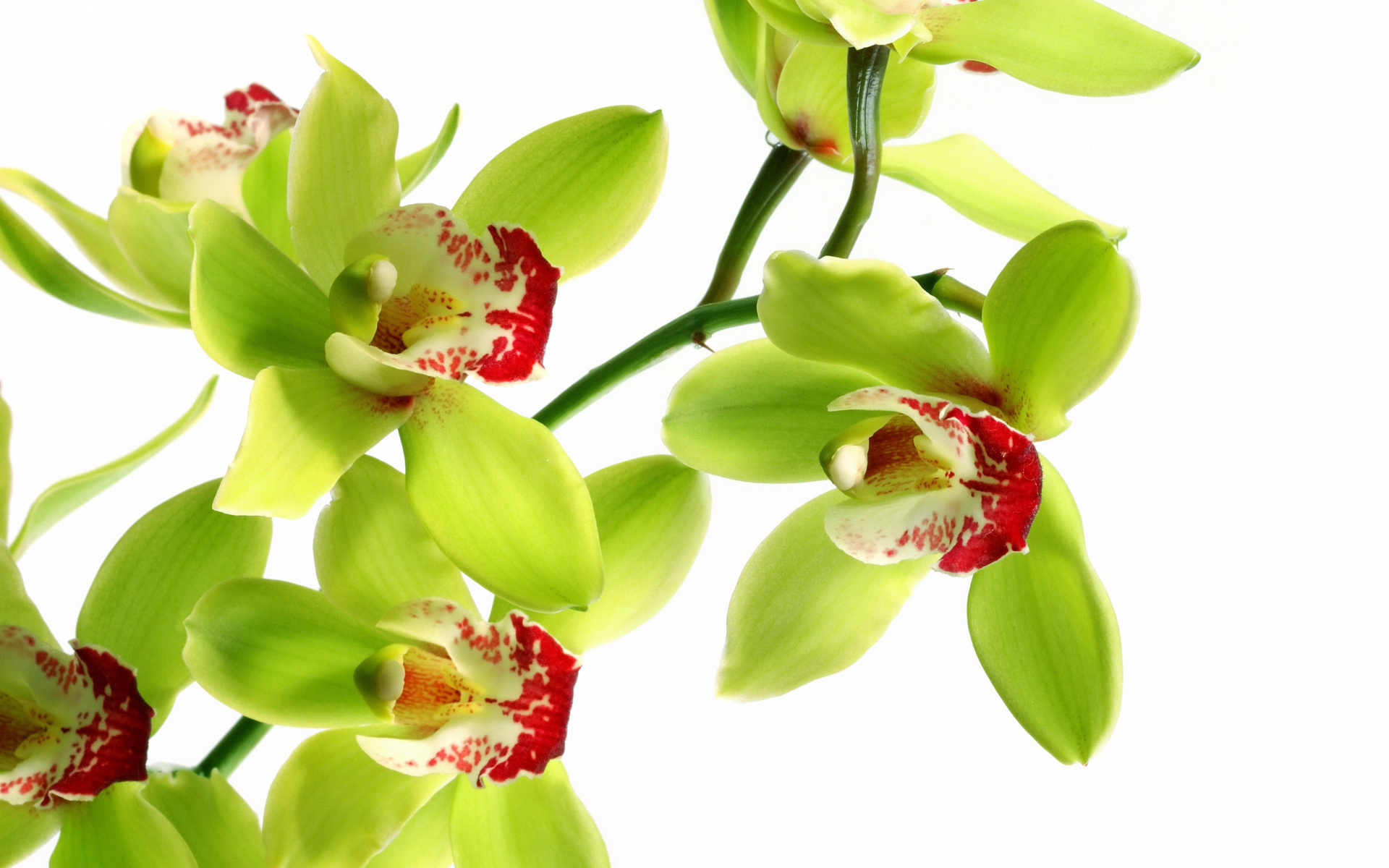 Shenzhen Nongke Orchid Wallpapers Hd - Shenzhen Nongke Orchid - HD Wallpaper 