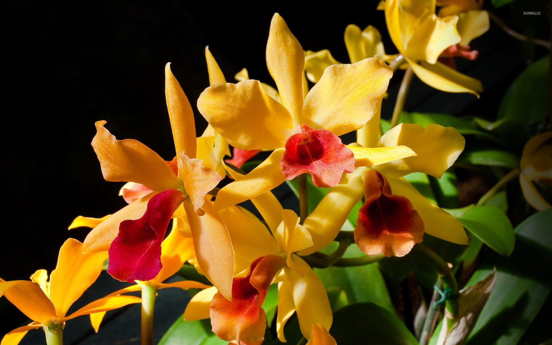 Yellow Orchid - HD Wallpaper 