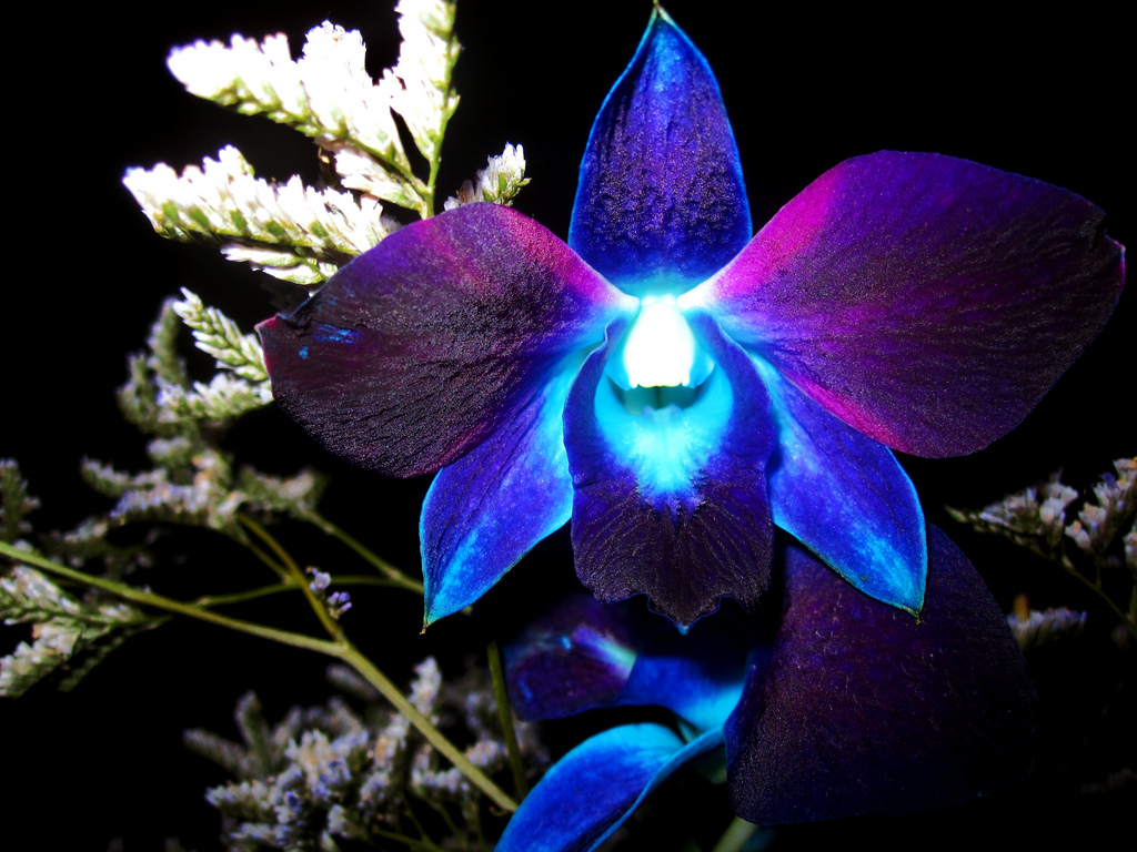 Blue, Pretty, And Flower Image - Exotic Blue Orchid - HD Wallpaper 