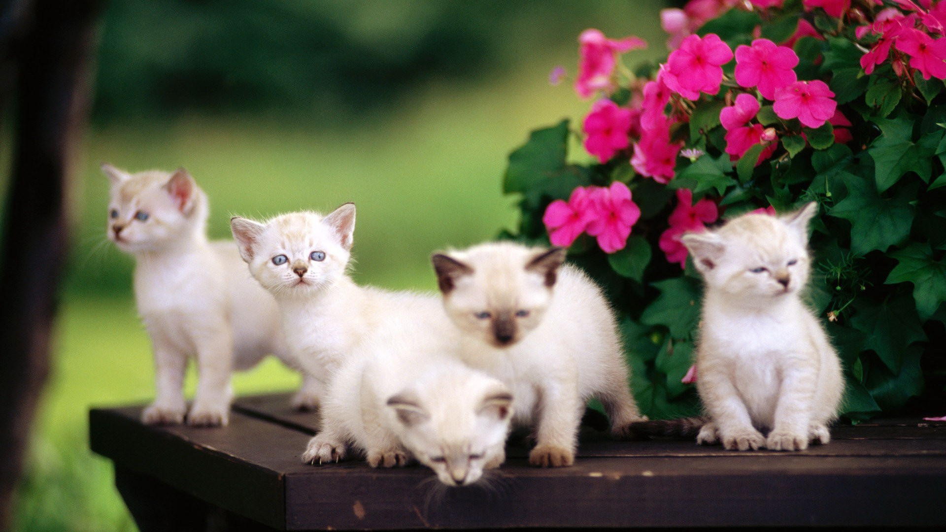 Cute Animals Hd Wallpapers 1080p - 1920x1080 Wallpaper Cute Animals Hd Wallpapers 1080p - 1920x1080 Wallpaper
