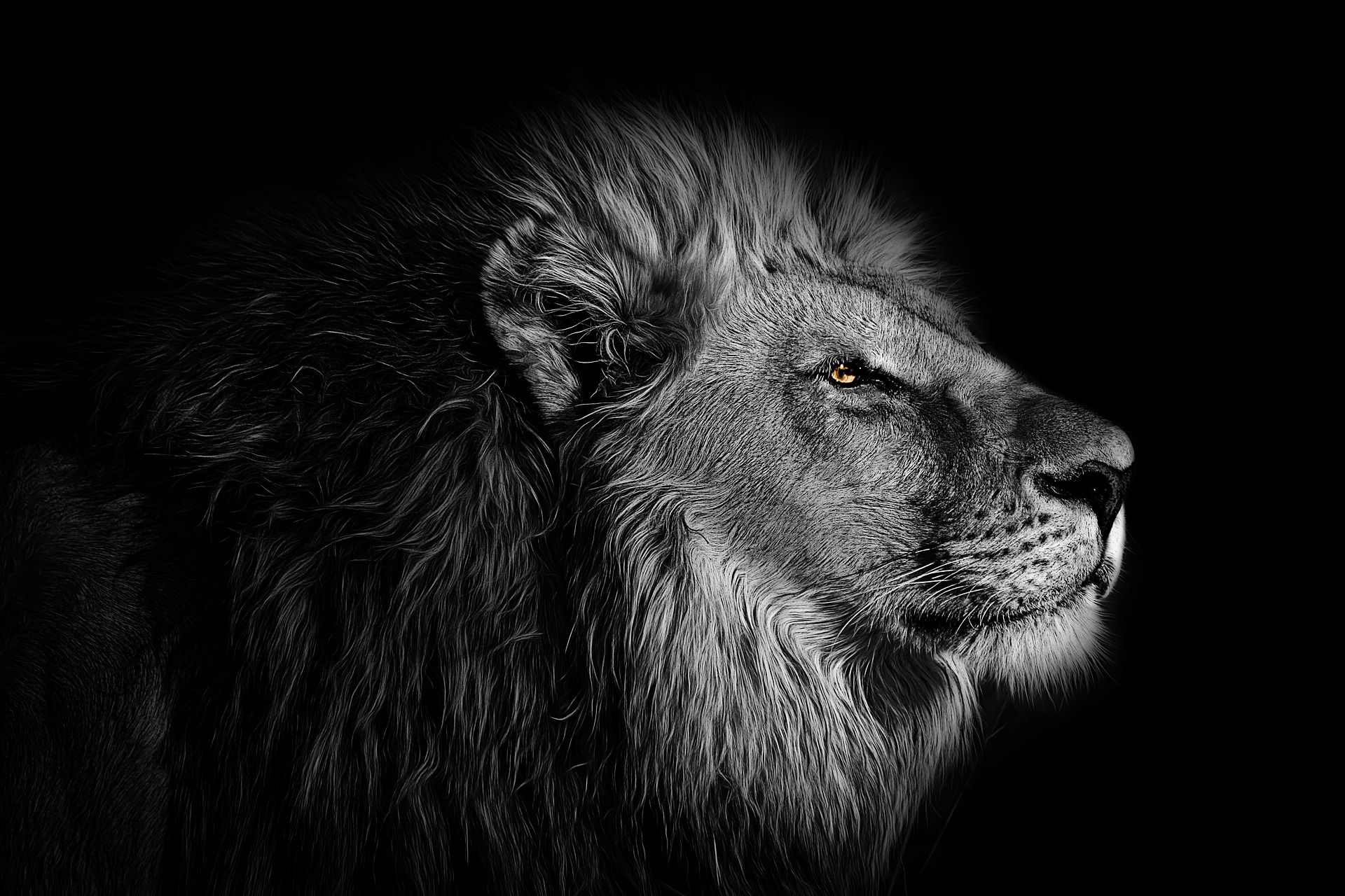 Epic Lion Hd Wallpapers (1080p, 4k) (37766) - HD Wallpaper 